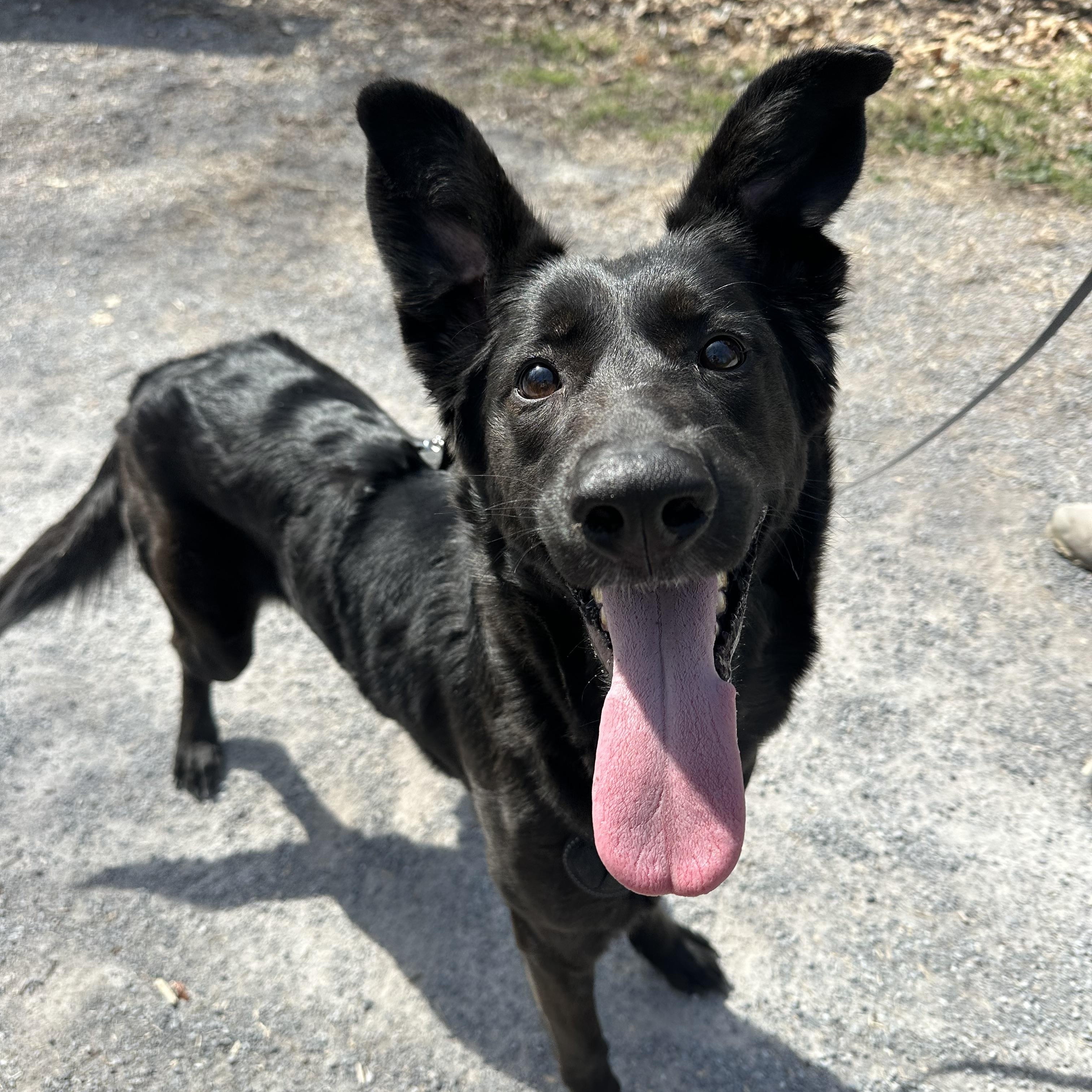 Enlarge Pupperoni, a Adoptable mixed breed in Sherman, CT image 3/5
