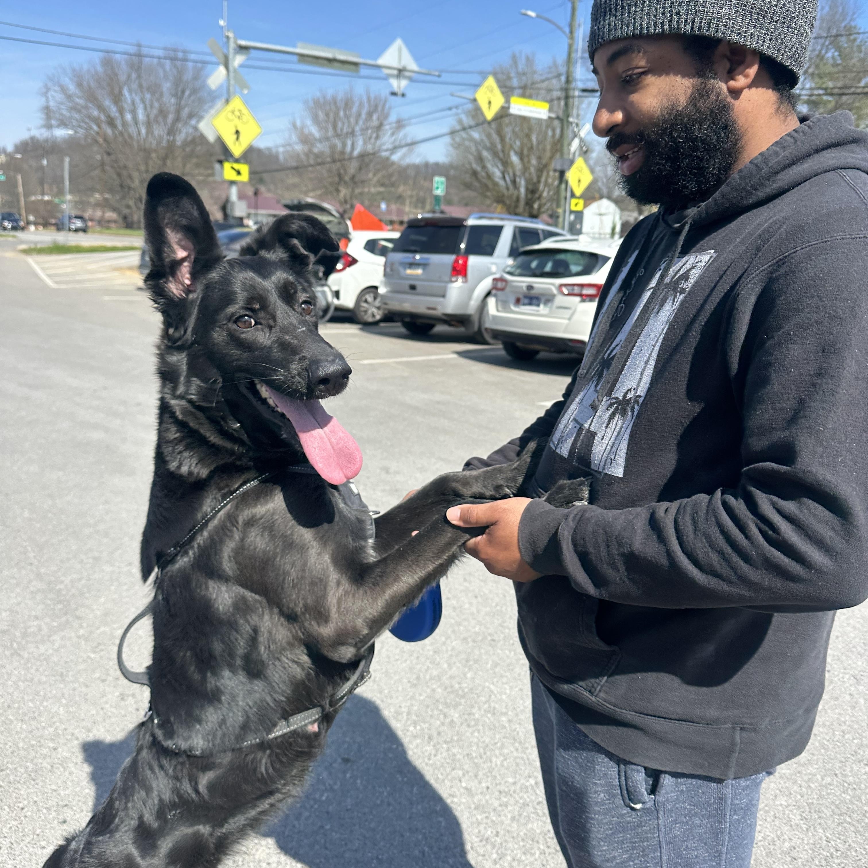 Enlarge Pupperoni, a Adoptable mixed breed in Sherman, CT image 1/5