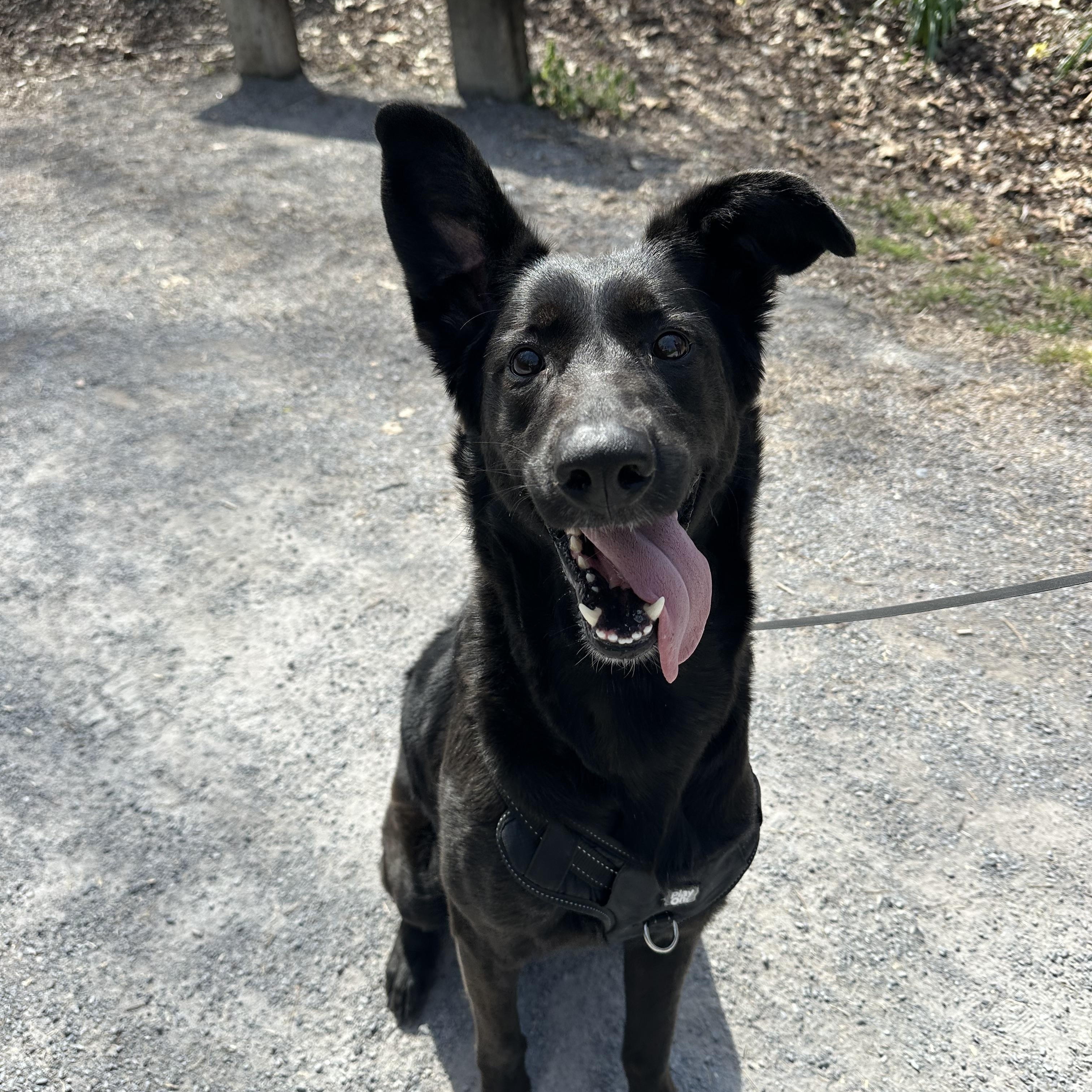 Enlarge Pupperoni, a Adoptable mixed breed in Sherman, CT image 2/5