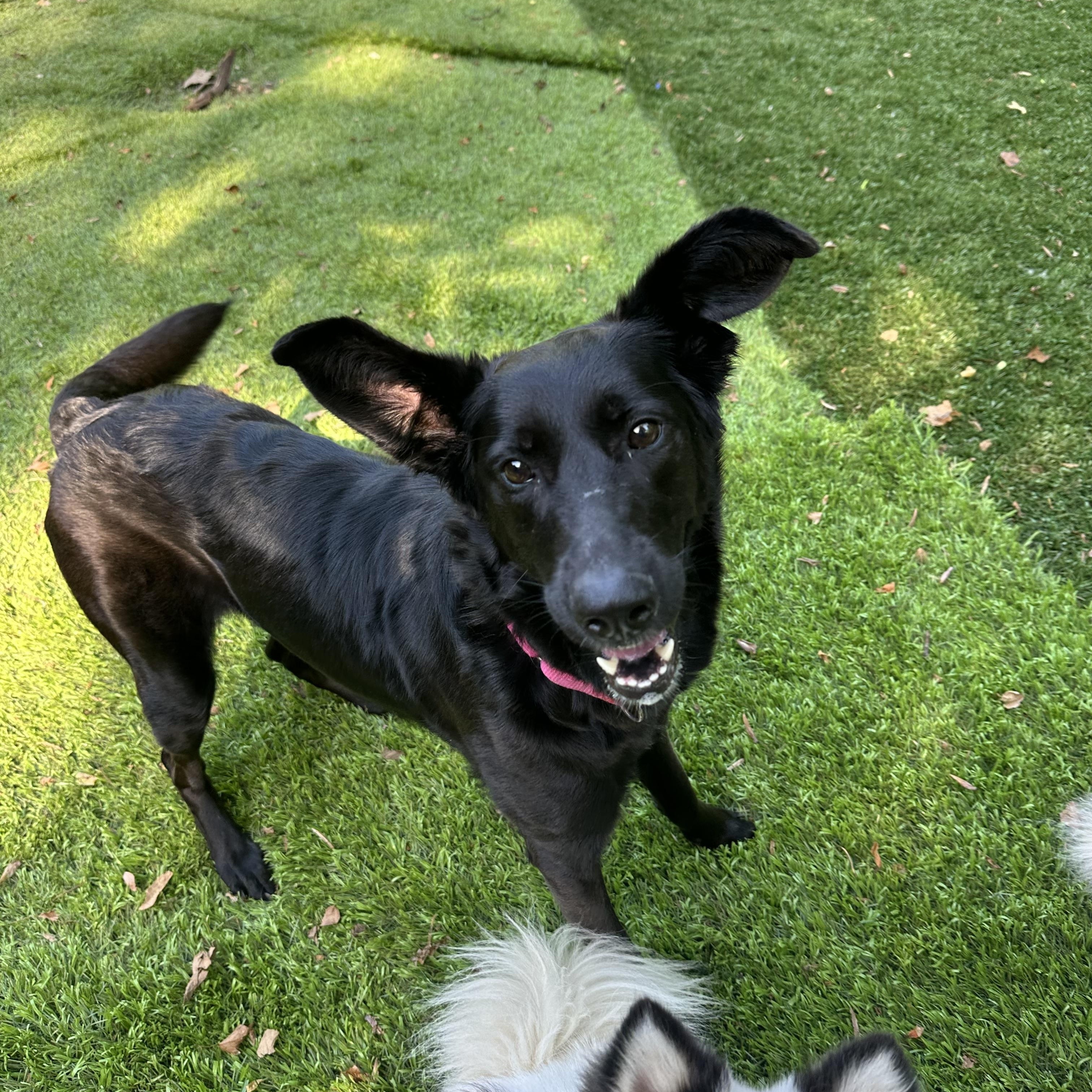 Pupperoni, a Adoptable mixed breed in Sherman, CT image 2/5