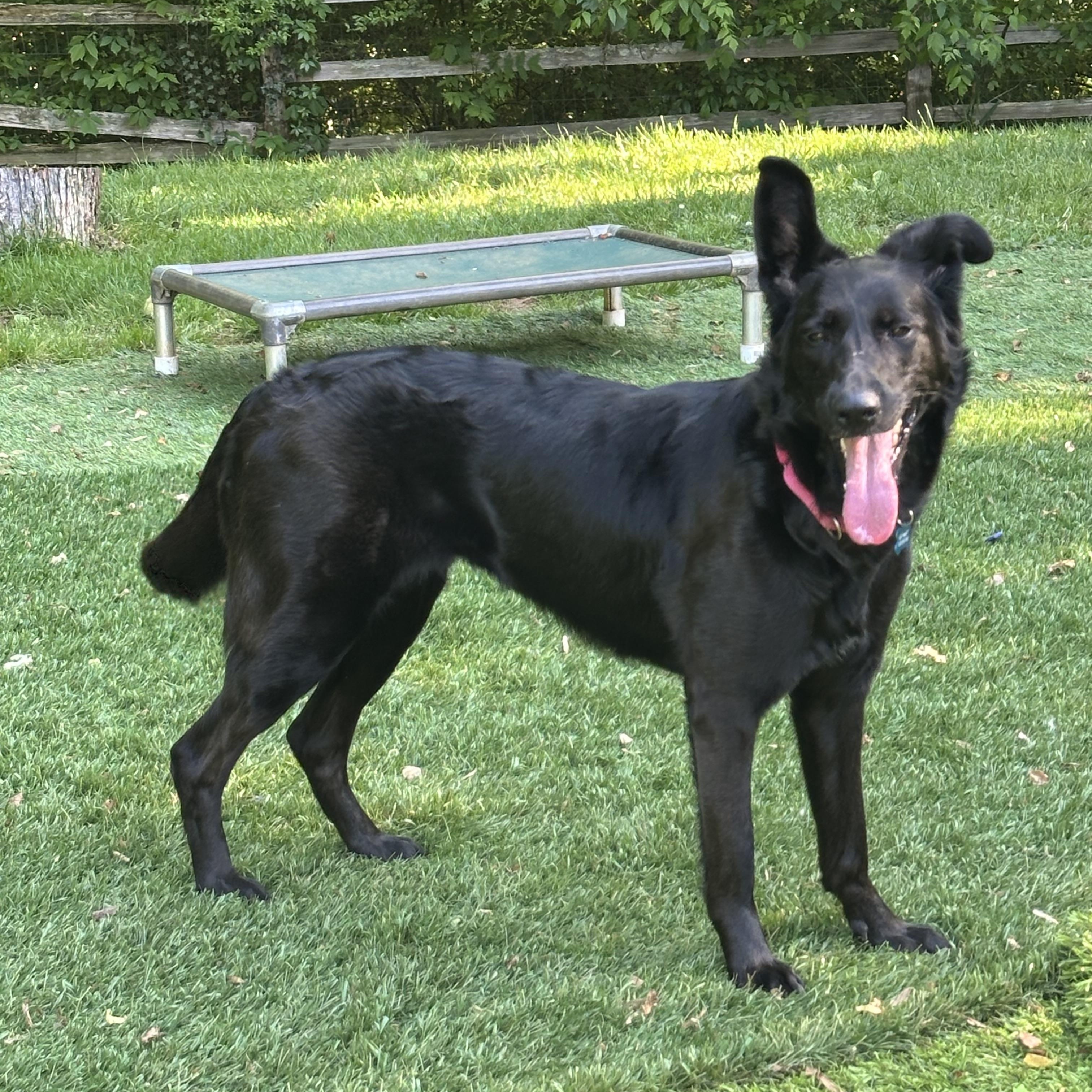 Pupperoni, a Adoptable mixed breed in Sherman, CT image 4/5