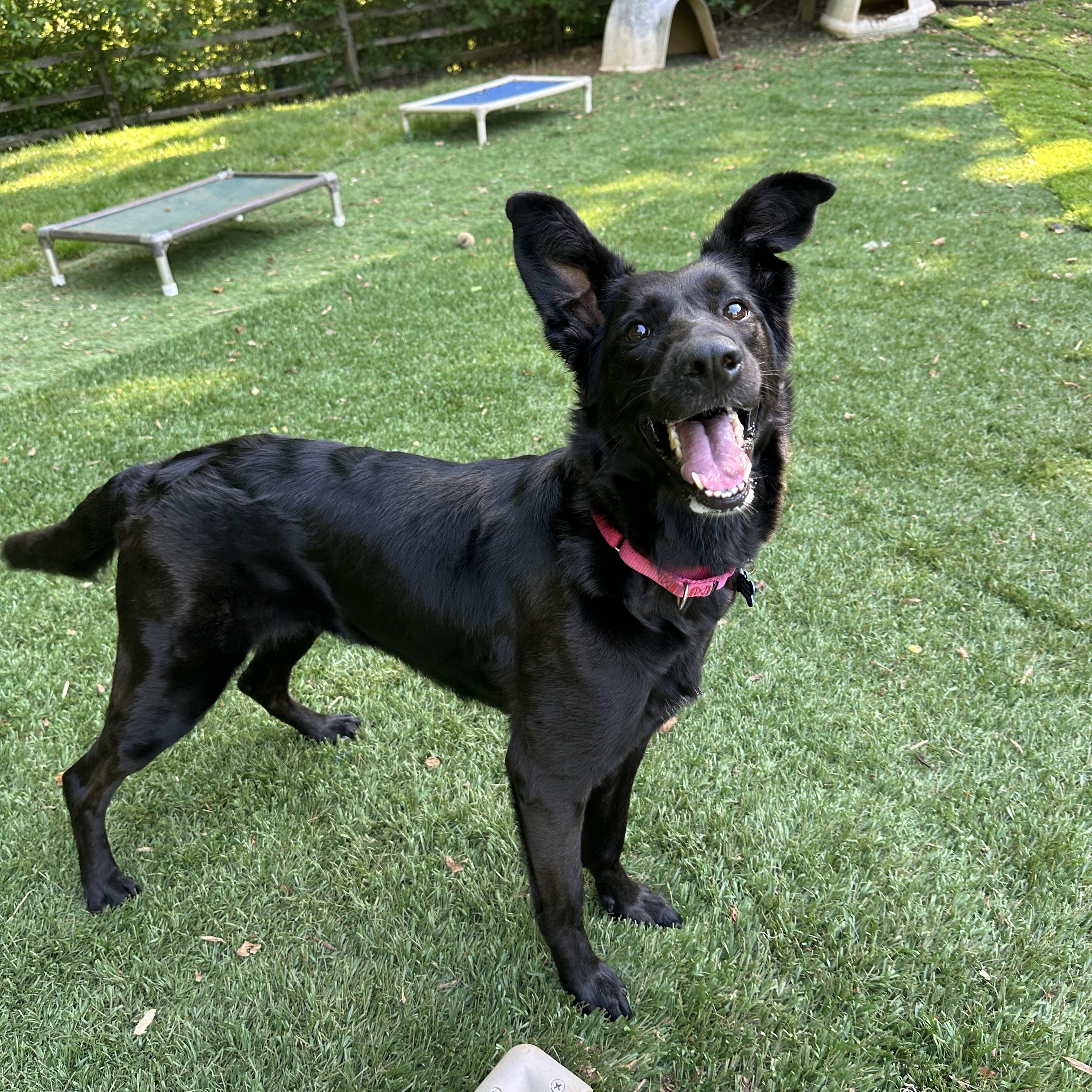 Pupperoni, Adoptable, Young Female Belgian Shepherd / Sheepdog & Border Collie.