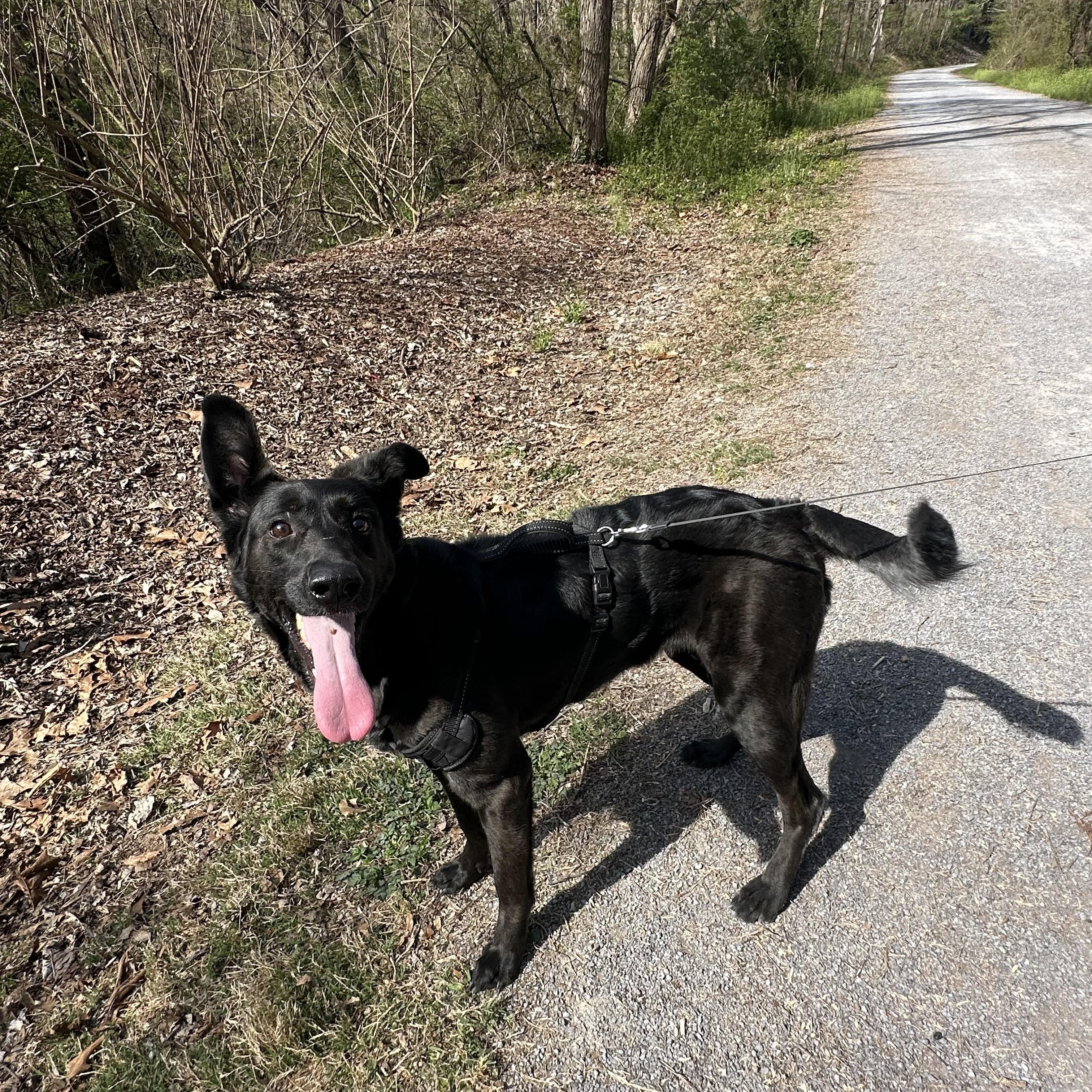 Enlarge Pupperoni, a Adoptable mixed breed in Sherman, CT image 4/5