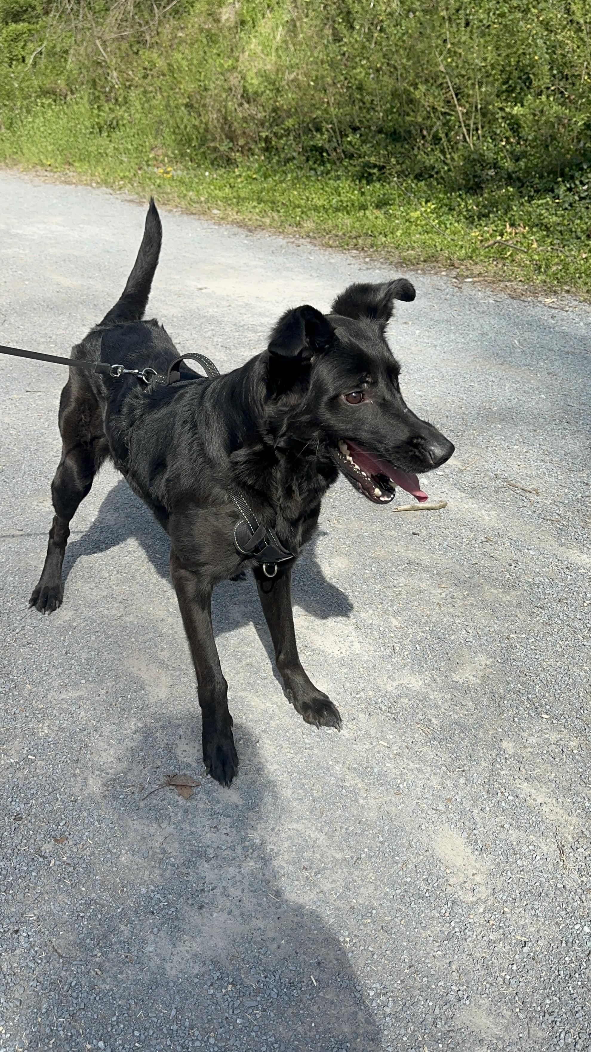 Enlarge Pupperoni, a Adoptable mixed breed in Sherman, CT image 5/5