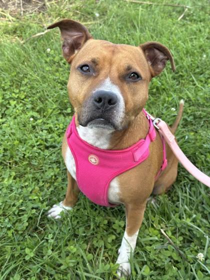 Honey, an adoptable Mixed Breed in DeKalb, IL, 60115 | Photo Image 1