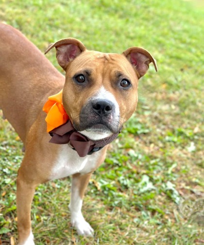 Honey, an adoptable Mixed Breed in DeKalb, IL, 60115 | Photo Image 3