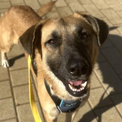 Jane, Adoptable, Adult Female German Shepherd Dog & Mixed Breed.