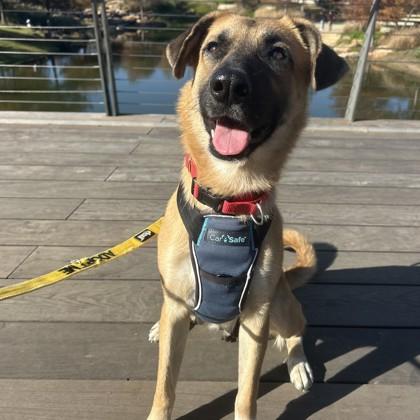 Jane, a Adoptable mixed breed in Bryan, TX image 2/3