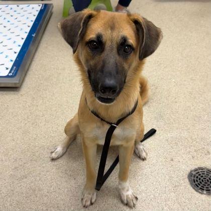 Jane, a Adoptable mixed breed in Bryan, TX image 3/3