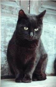 Ophelia, a Adoptable Domestic Short Hair in Columbus , OH image 6/6