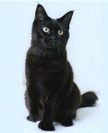 Ophelia, a Adoptable Domestic Short Hair in Columbus , OH image 5/6