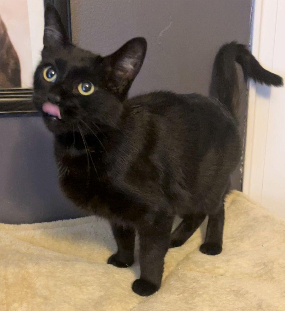 Ophelia, a Adoptable Domestic Short Hair in Columbus , OH image 2/6