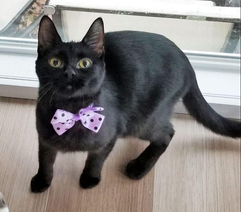 Ophelia, a Adoptable Domestic Short Hair in Columbus , OH image 3/6