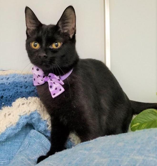 Ophelia, a Adoptable Domestic Short Hair in Columbus , OH image 1/6