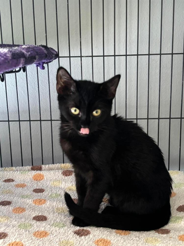 Siyah, Adoptable, Kitten Female Domestic Short Hair.