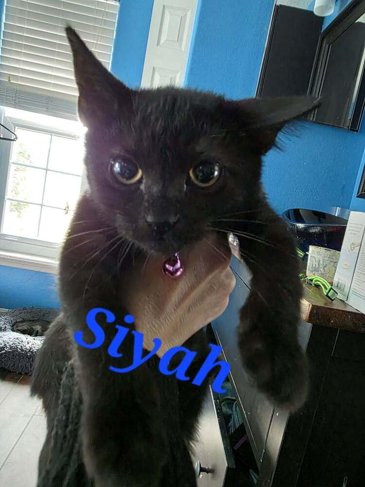 Enlarge Siyah, a Adoptable Domestic Short Hair in Orlando, FL image 2/5