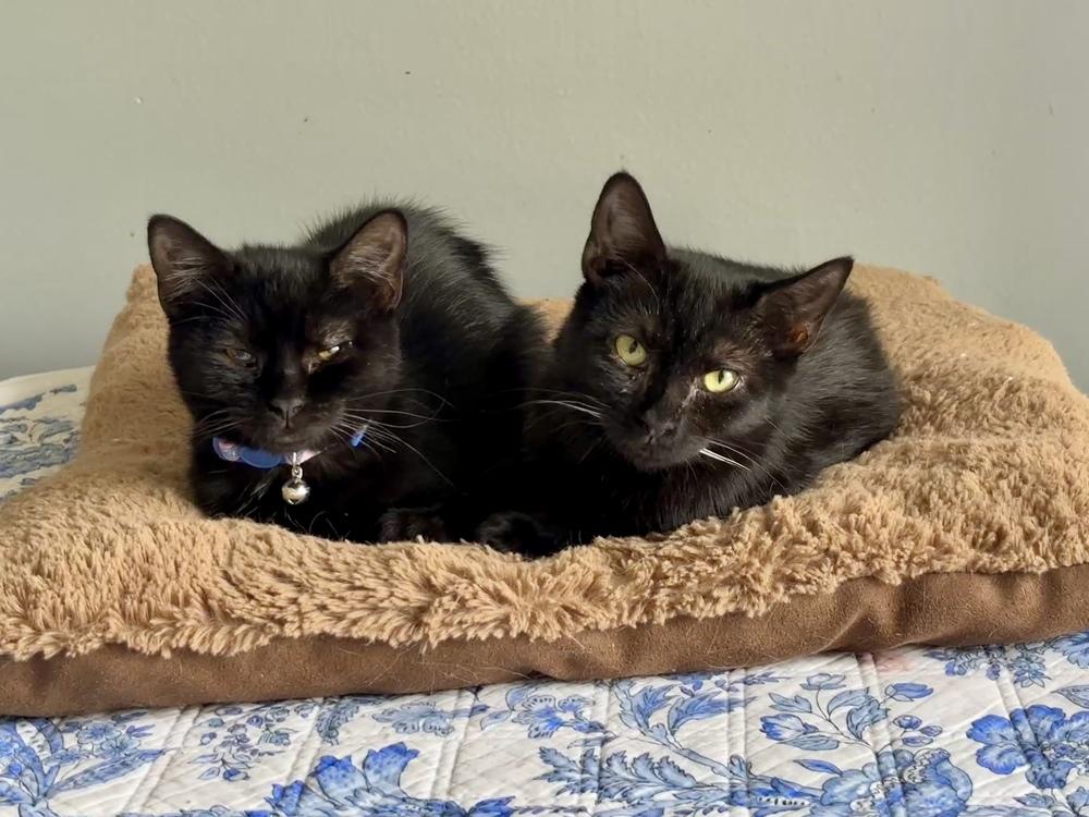 Enlarge Siyah, a Adoptable Domestic Short Hair in Orlando, FL image 3/5