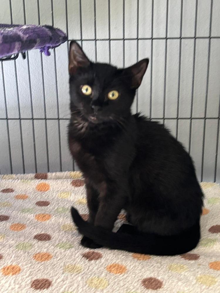 Enlarge Siyah, a Adoptable Domestic Short Hair in Orlando, FL image 4/5