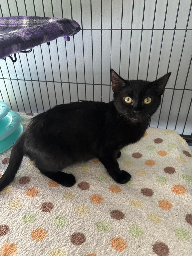 Enlarge Siyah, a Adoptable Domestic Short Hair in Orlando, FL image 5/5