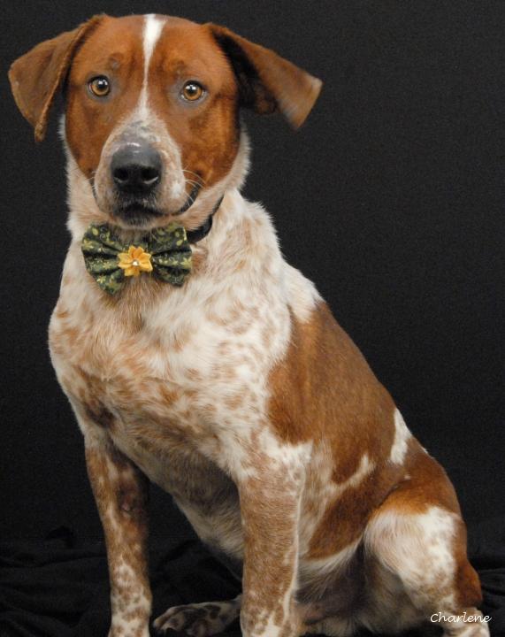 Enlarge Gilligan, a ADOPTABLE mixed breed in Newland, NC image 1/6