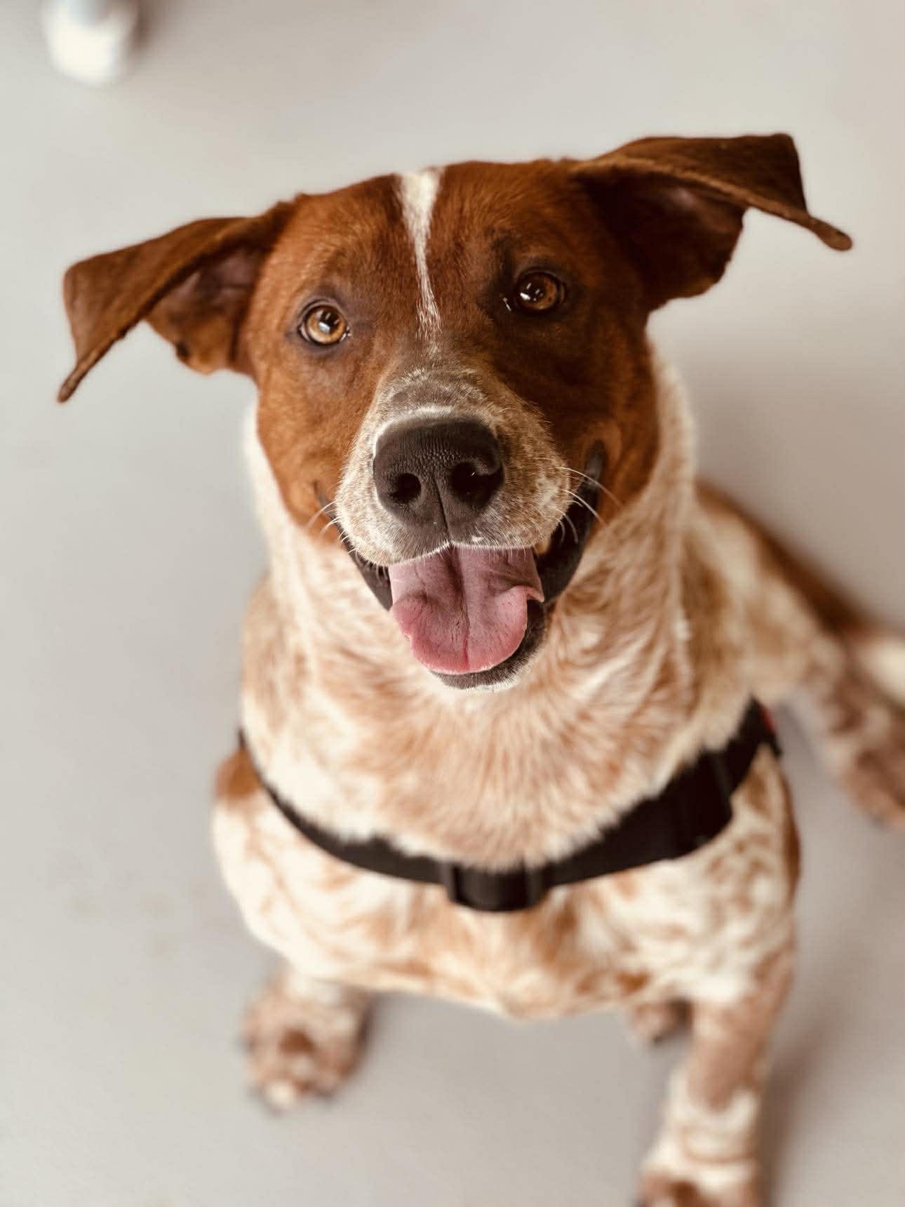 Enlarge Gilligan, a ADOPTABLE mixed breed in Newland, NC image 4/6