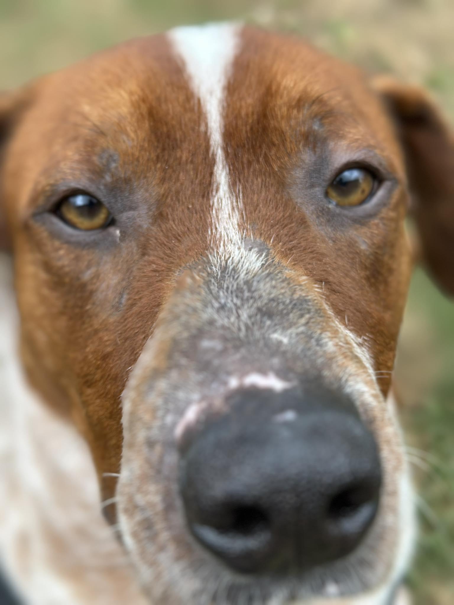 Enlarge Gilligan, a ADOPTABLE mixed breed in Newland, NC image 2/6