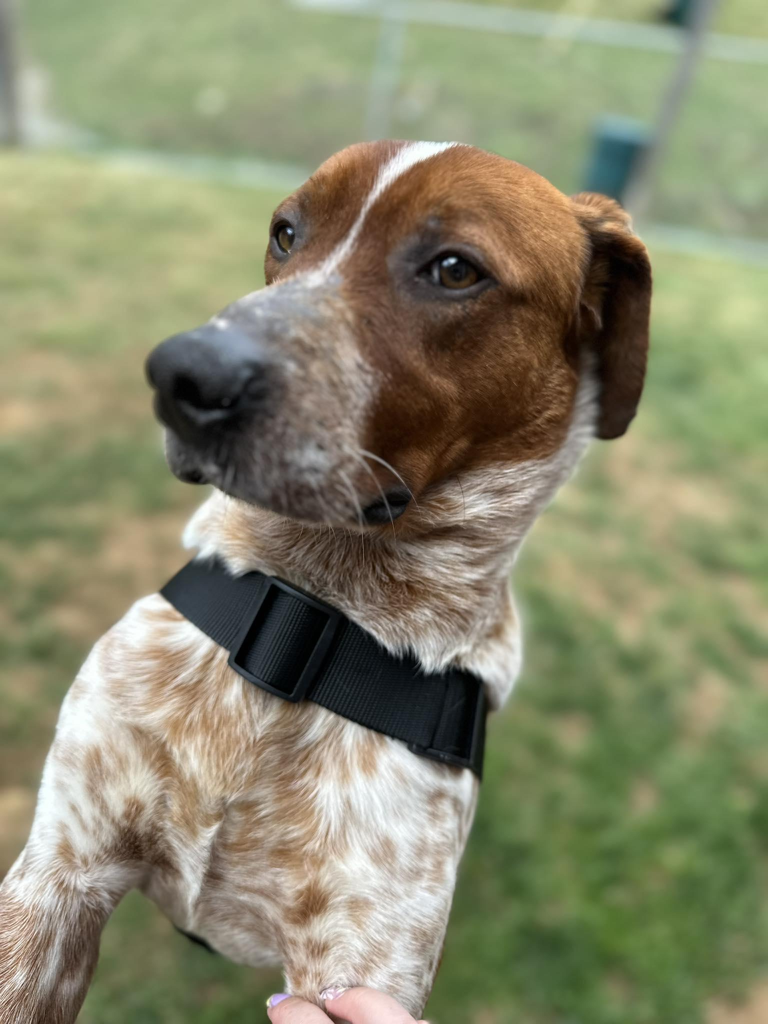 Enlarge Gilligan, a ADOPTABLE mixed breed in Newland, NC image 3/6