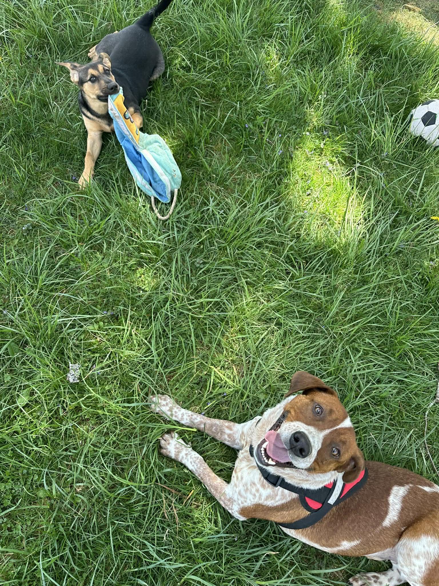 Enlarge Gilligan, a ADOPTABLE mixed breed in Newland, NC image 6/6