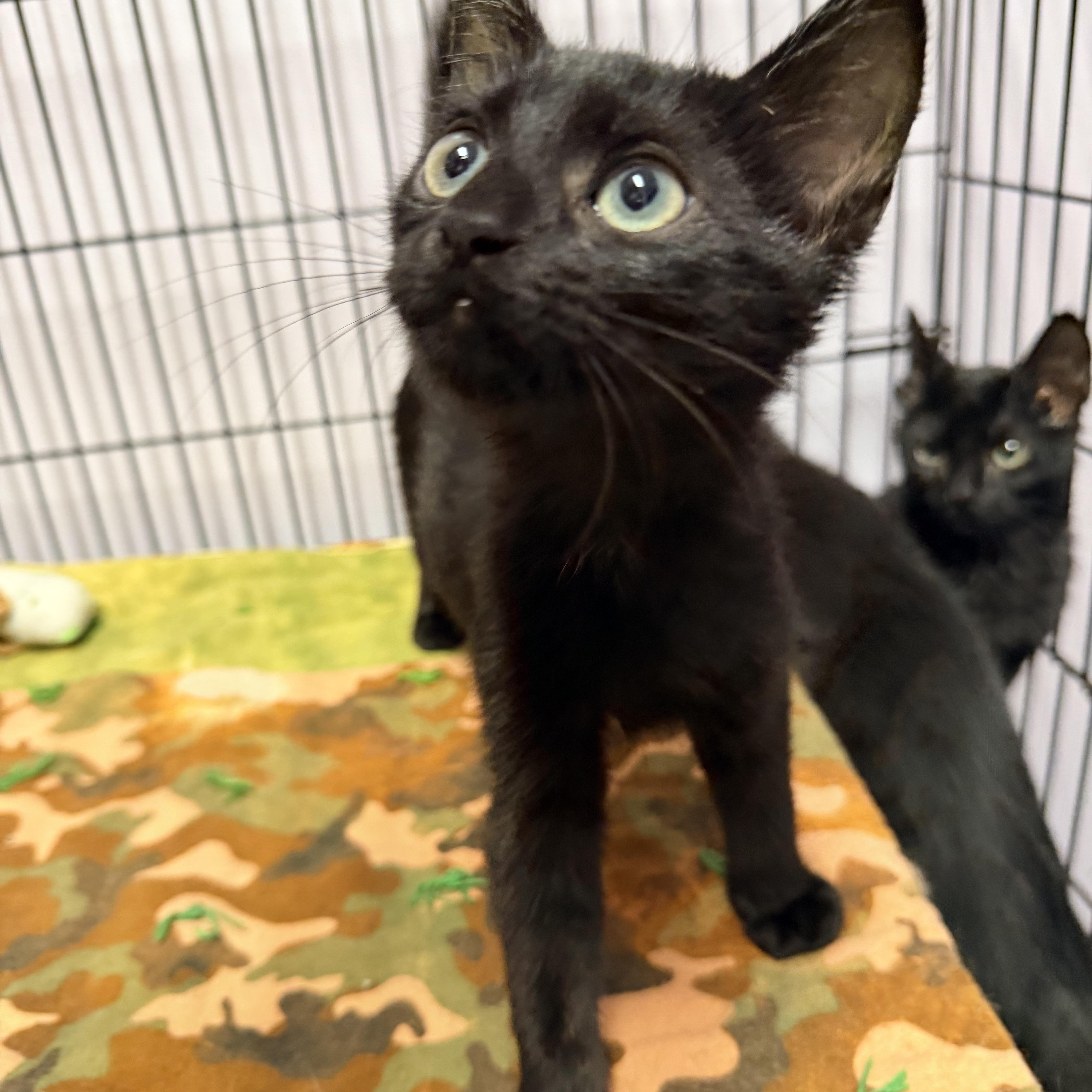 Boba, ADOPTABLE, Kitten Male Domestic Short Hair.