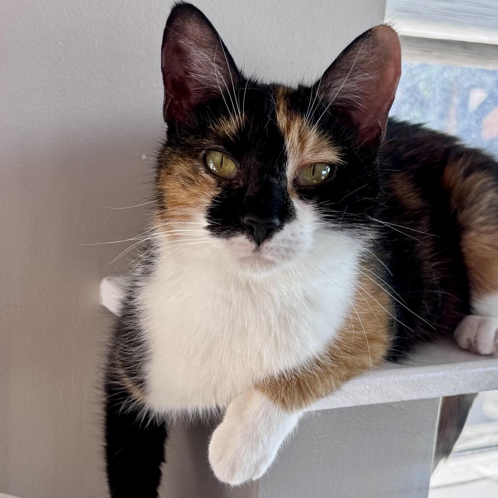 Enlarge Dora, a Adoptable Domestic Short Hair in Chapel Hill, NC image 4/4