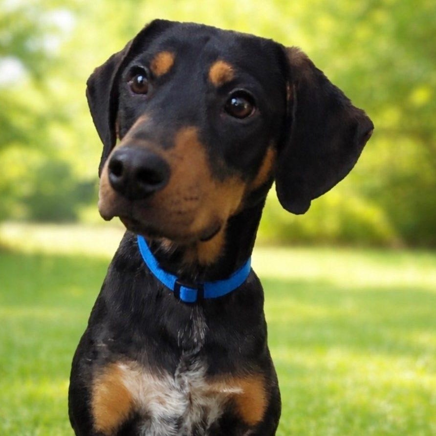 Deerick, ADOPTABLE, Young Male Hound.