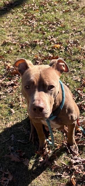 Enlarge Cassi, a Adoptable Pit Bull Terrier in Prudenville, MI image 1/1