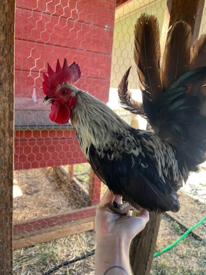 Speck, Adoptable, Adult Male Chicken.