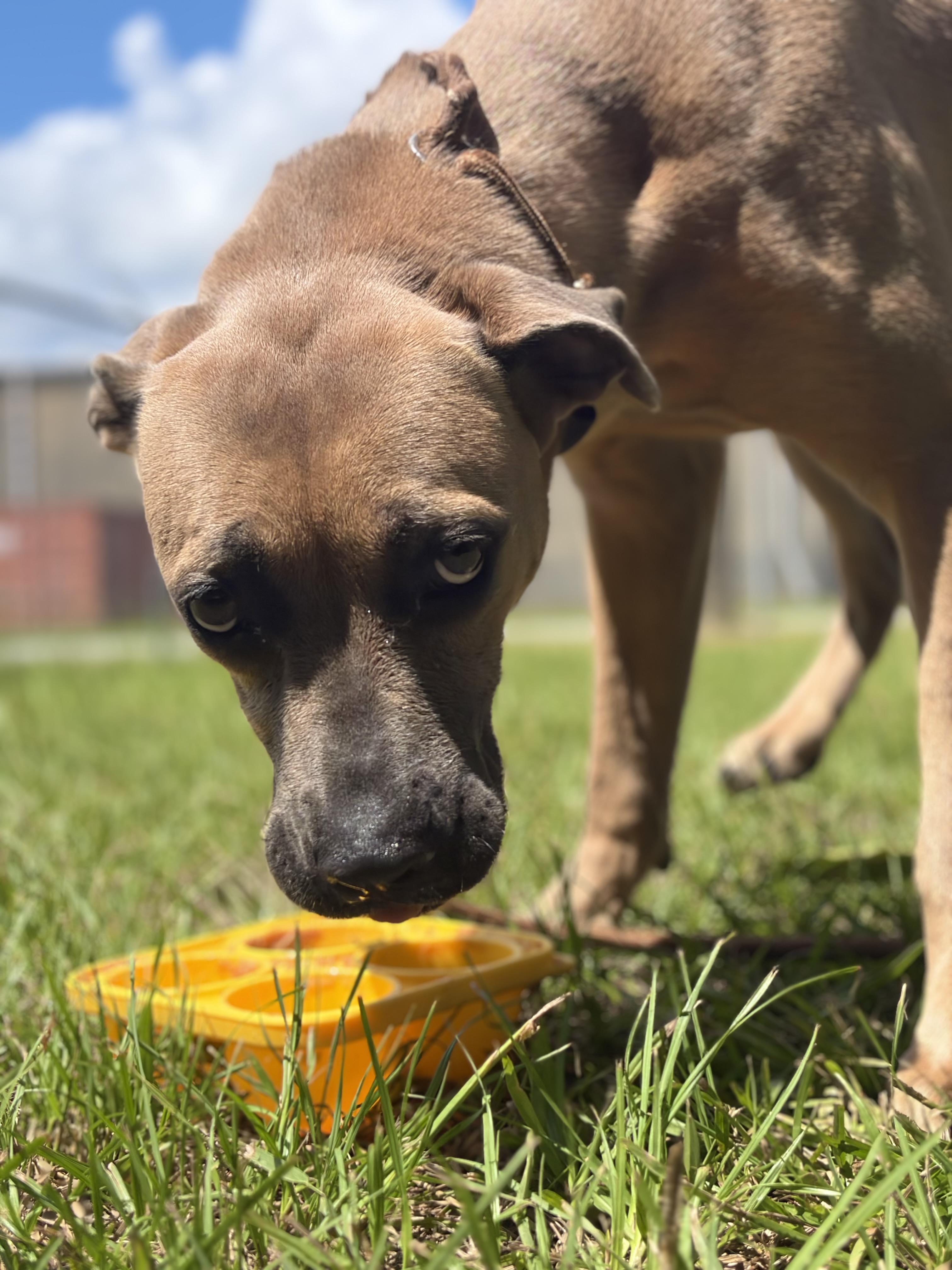 Walla, a ADOPTABLE Mixed Breed in Winnsboro, SC image 4/5