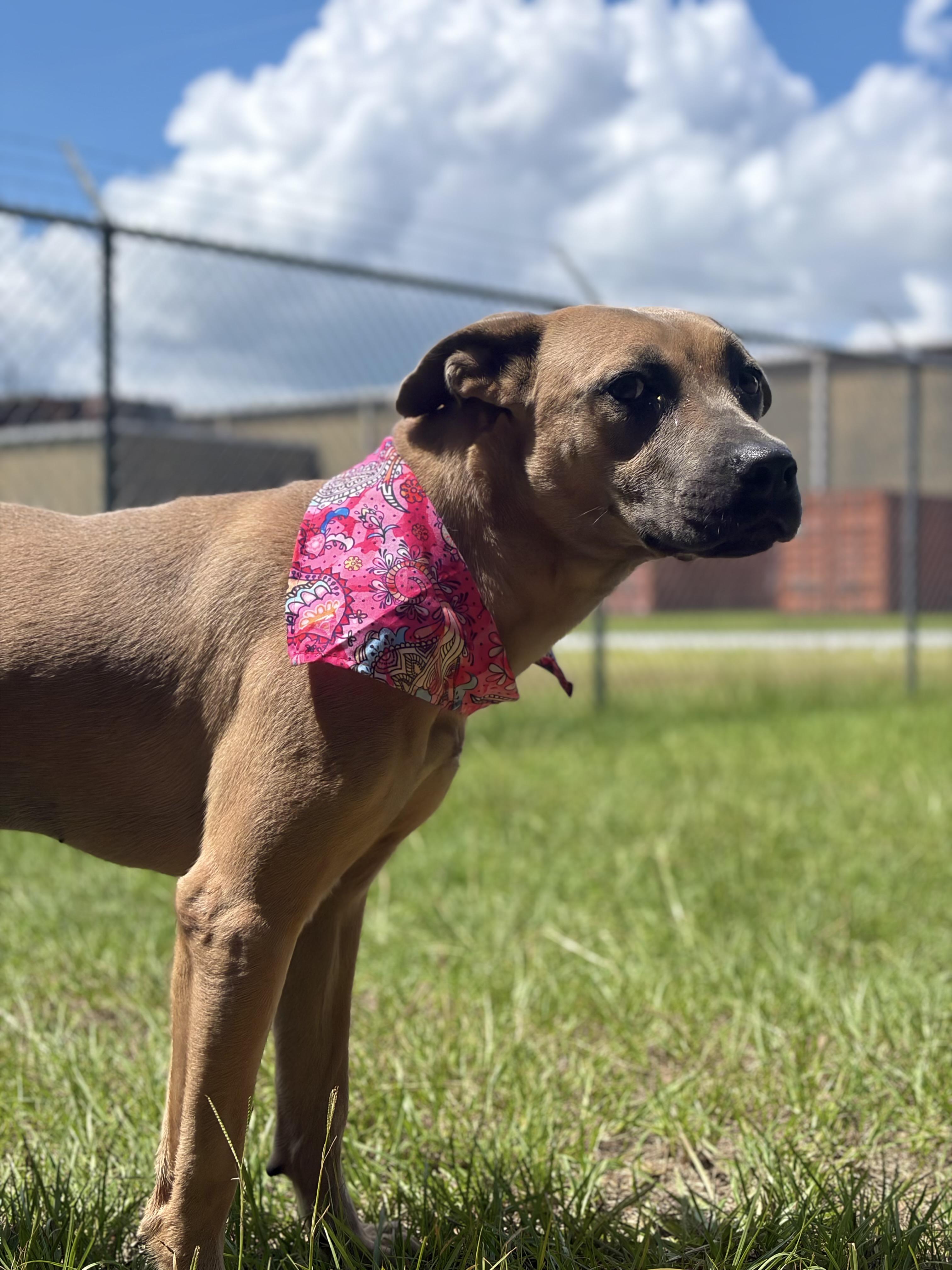 Walla, ADOPTABLE, Adult Female Mixed Breed.