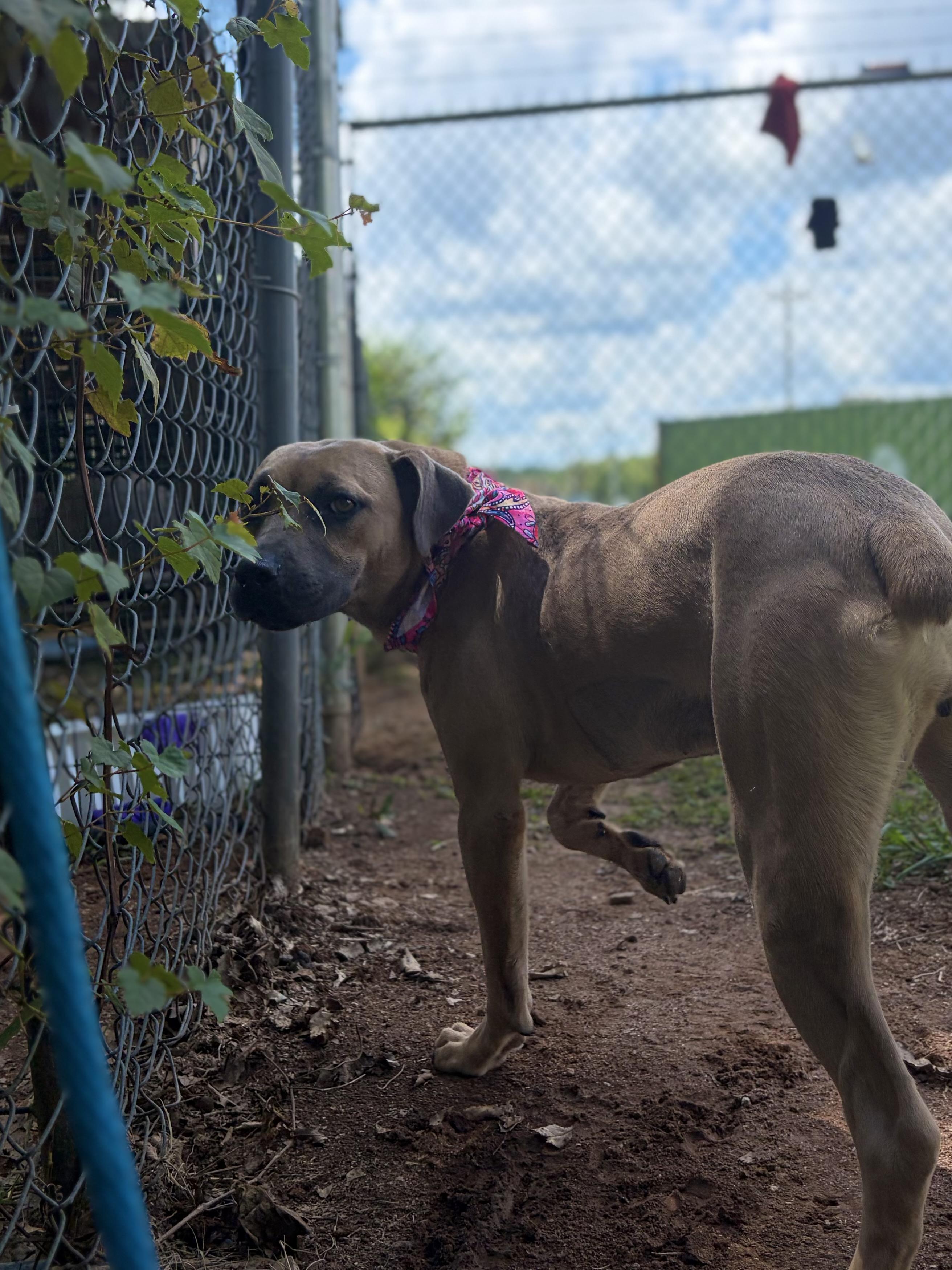 Walla, a ADOPTABLE Mixed Breed in Winnsboro, SC image 2/5