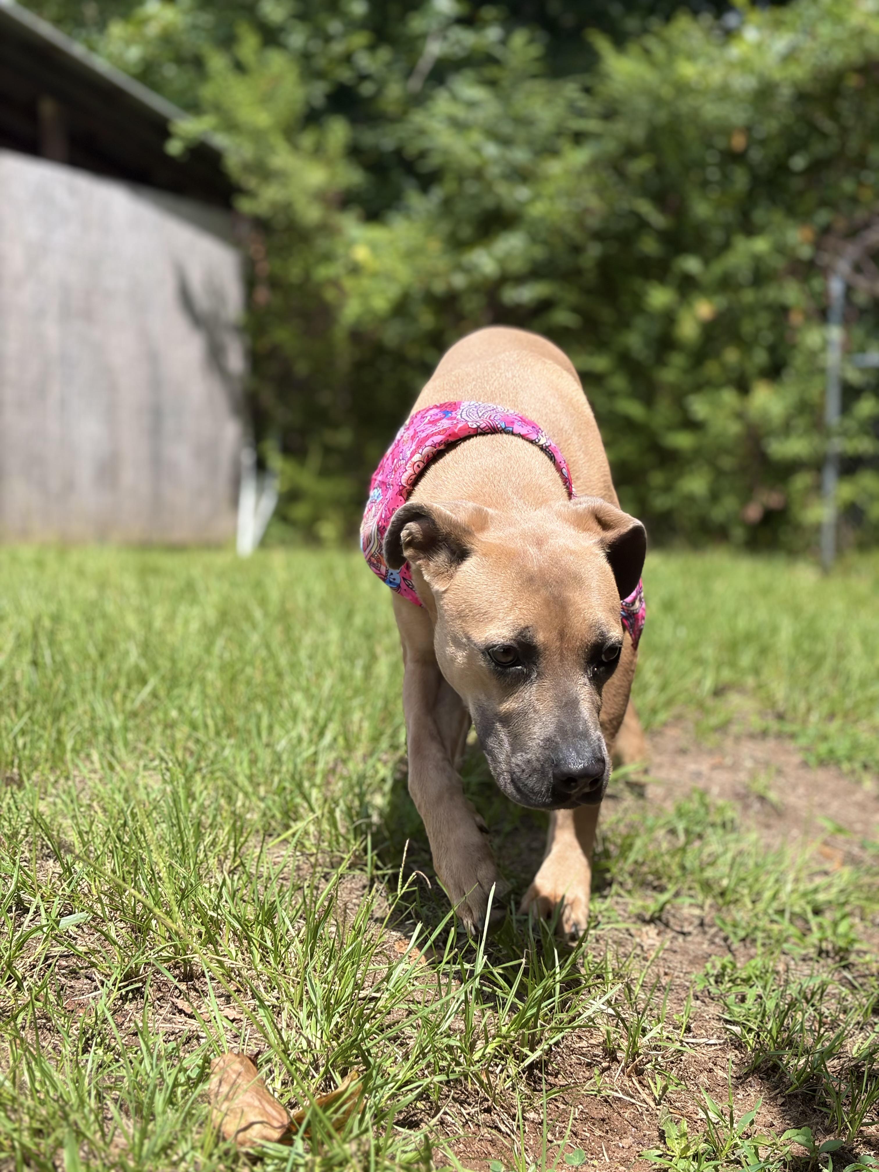 Walla, a ADOPTABLE Mixed Breed in Winnsboro, SC image 3/5