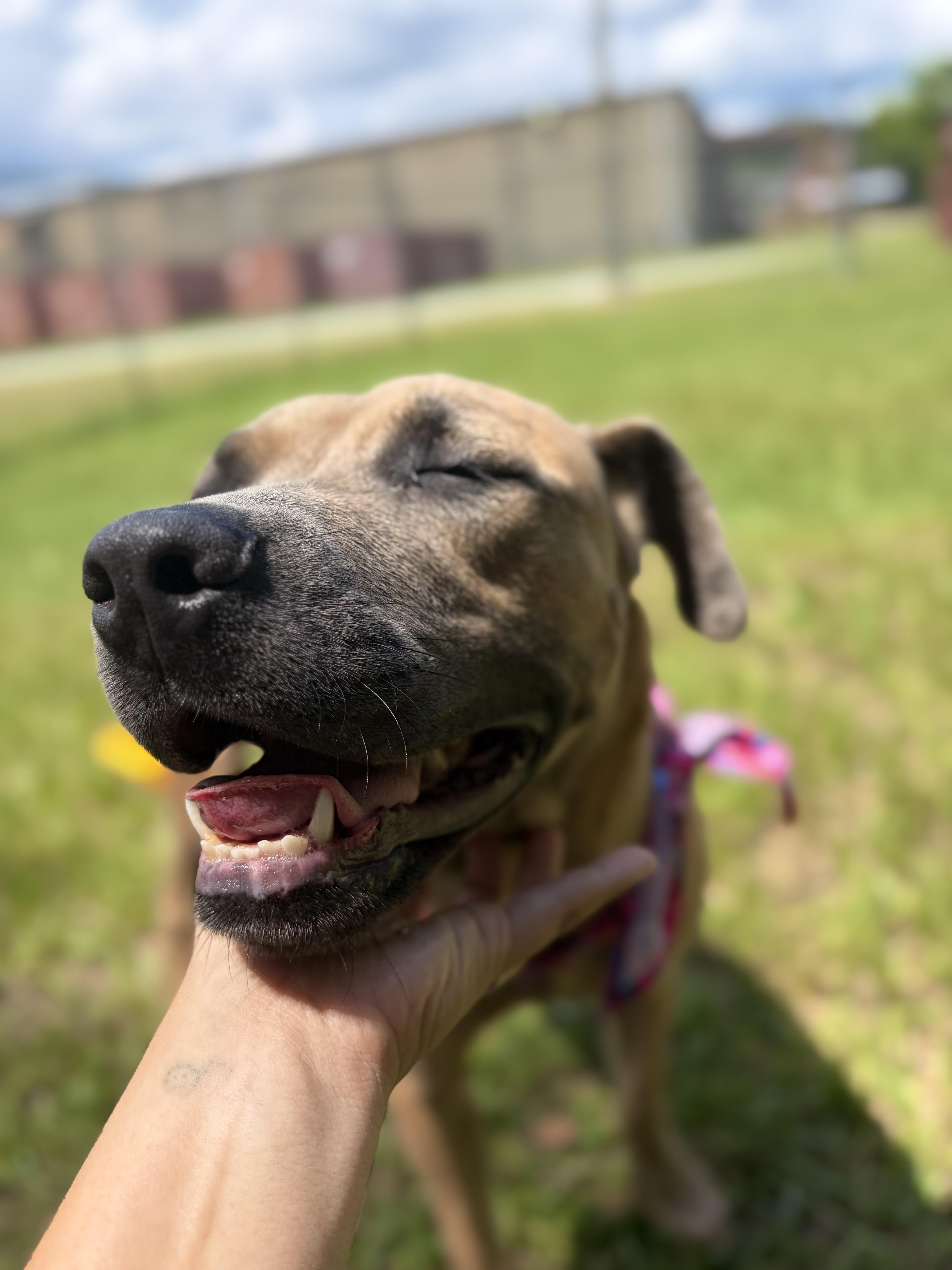 Walla, a ADOPTABLE Mixed Breed in Winnsboro, SC image 5/5