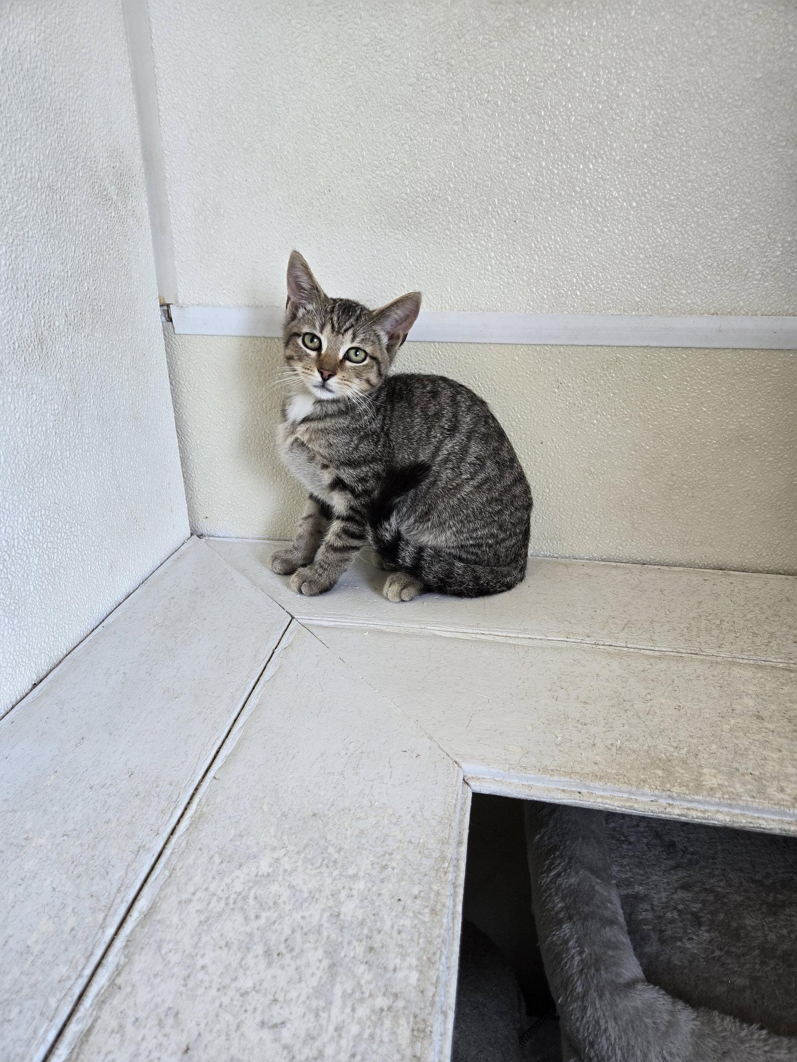 Johnny, Adoptable, Kitten Male Tabby.