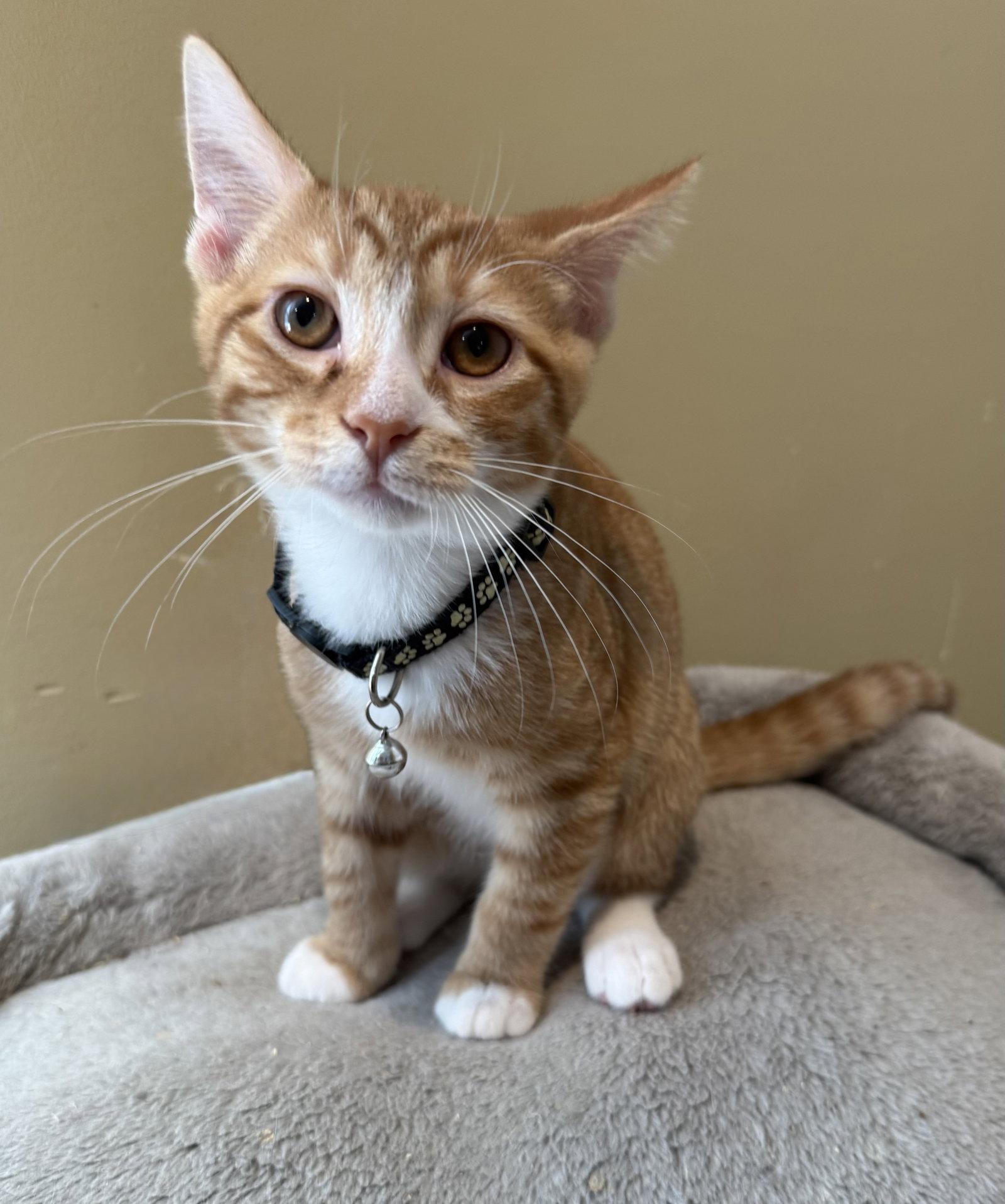Tawny Owl - Not at the Shelter (Faith), Adoptable, Kitten Male Domestic Short Hair.