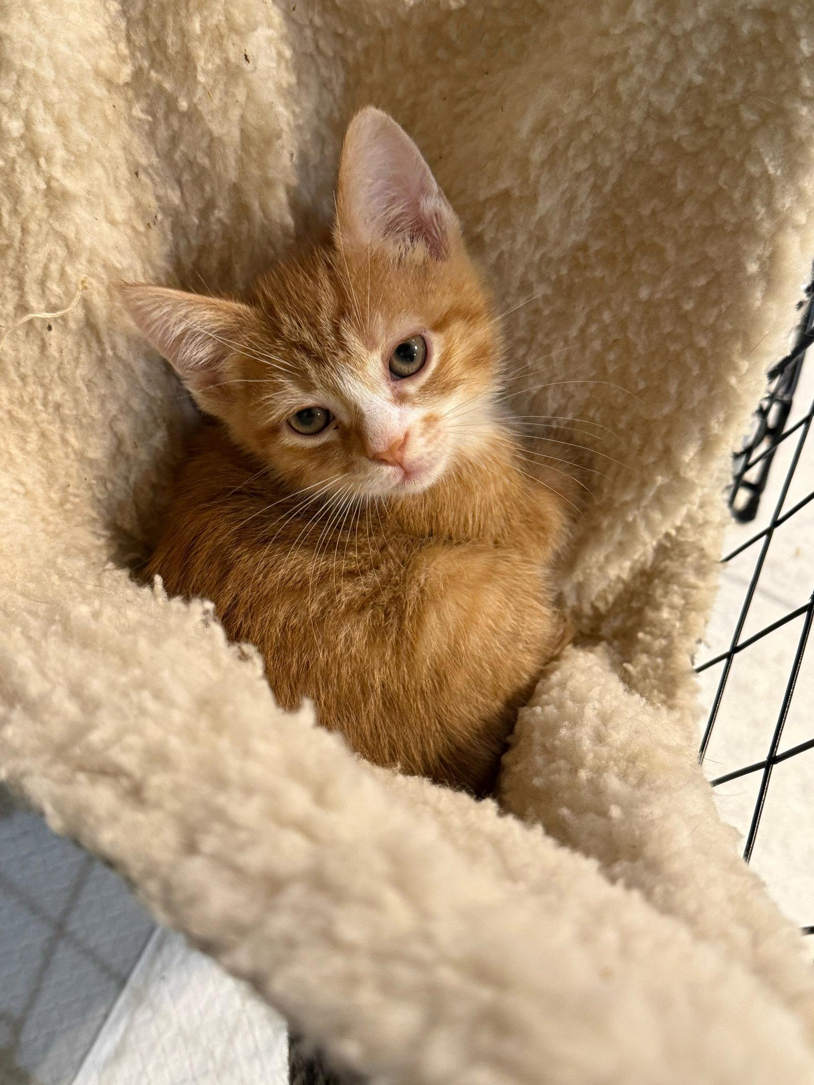 Enlarge Tawny Owl - Not at the Shelter (Faith), a Adoptable Domestic Short Hair in Rustburg, VA image 2/3