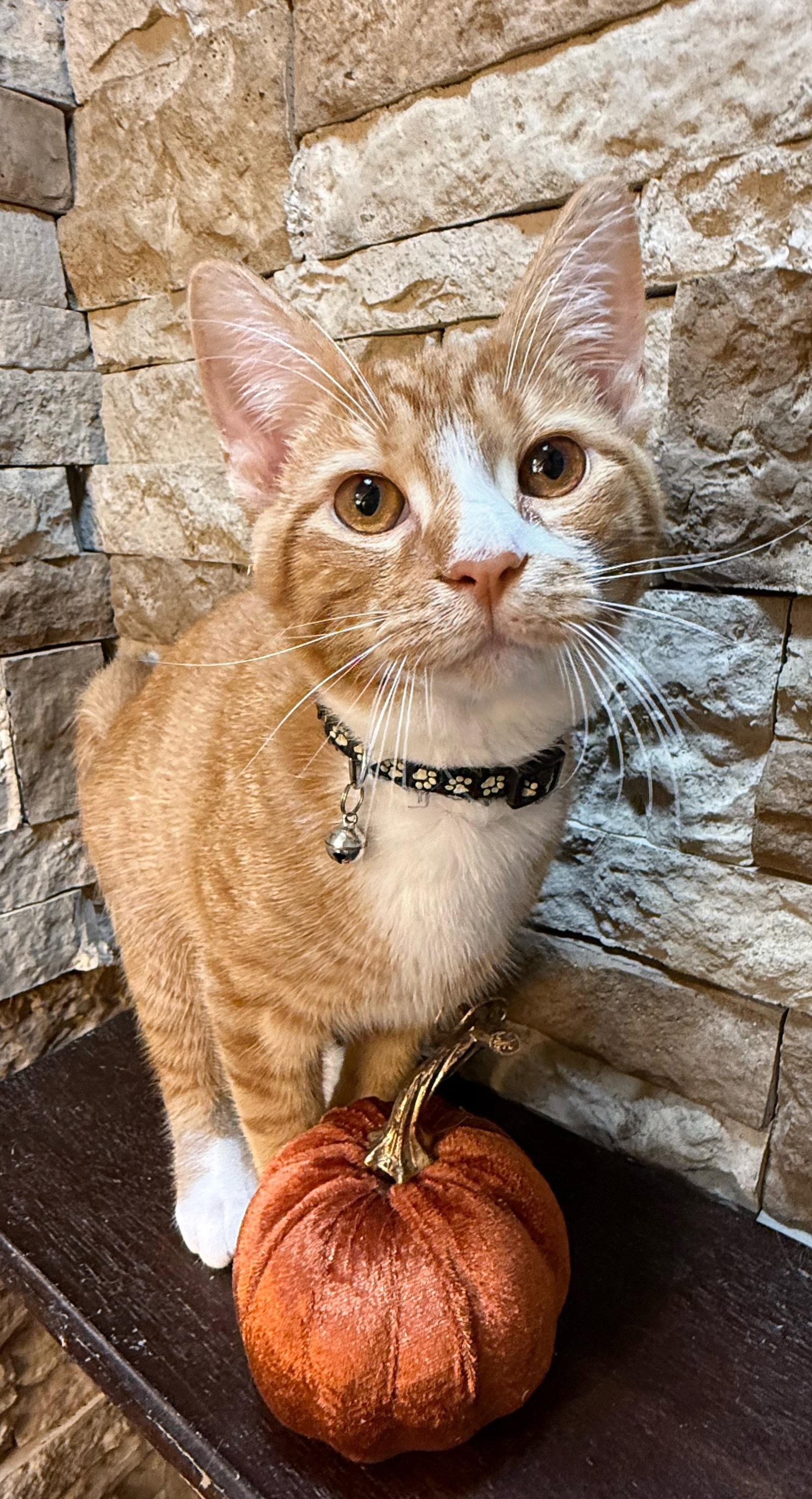 Enlarge Tawny Owl - Not at the Shelter (Faith), a Adoptable Domestic Short Hair in Rustburg, VA image 3/3