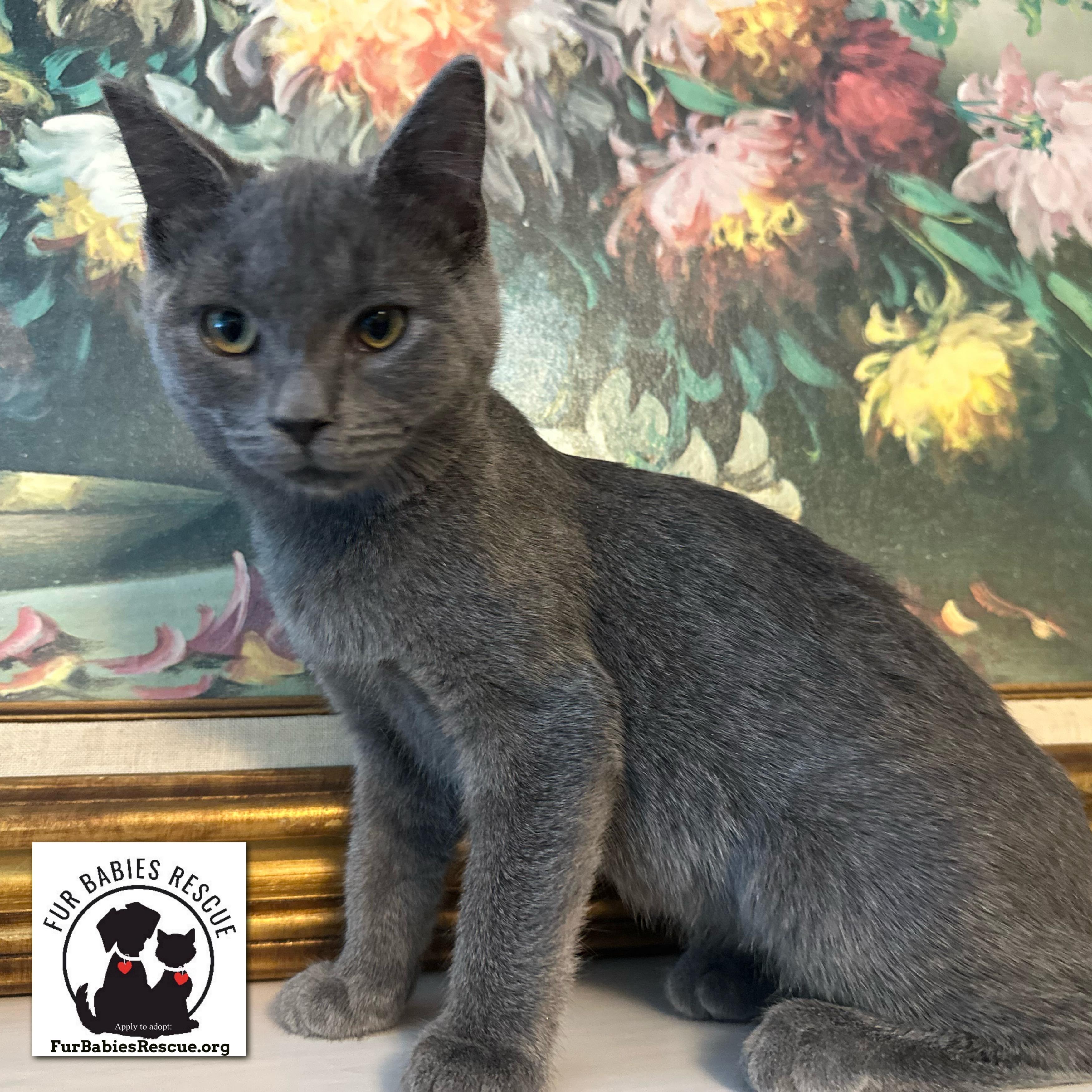 Enlarge Phyllis Shadow Gray, a Adoptable Domestic Short Hair in Hickory, NC image 1/4