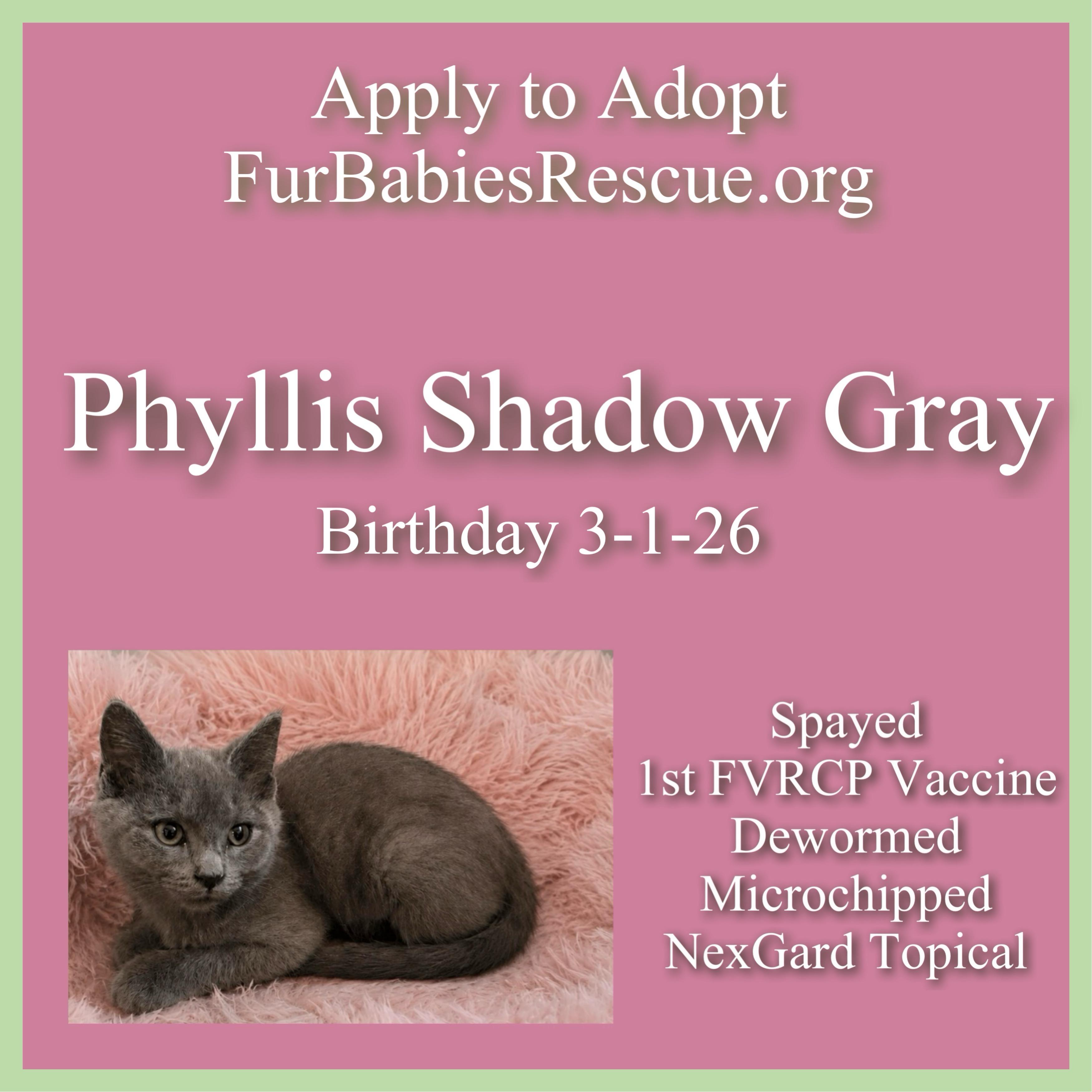Phyllis Shadow Gray, a Adoptable Domestic Short Hair in Hickory, NC image 2/3