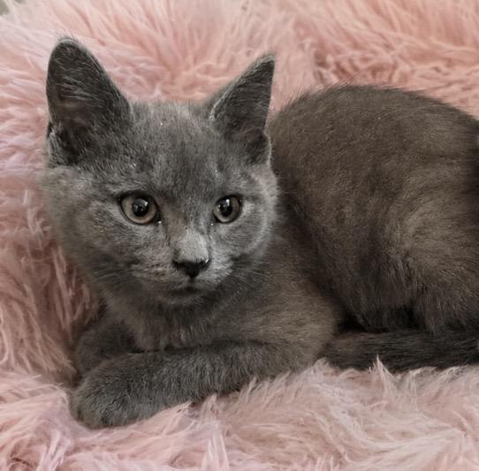 Phyllis Shadow Gray, a Adoptable Domestic Short Hair in Hickory, NC image 3/3