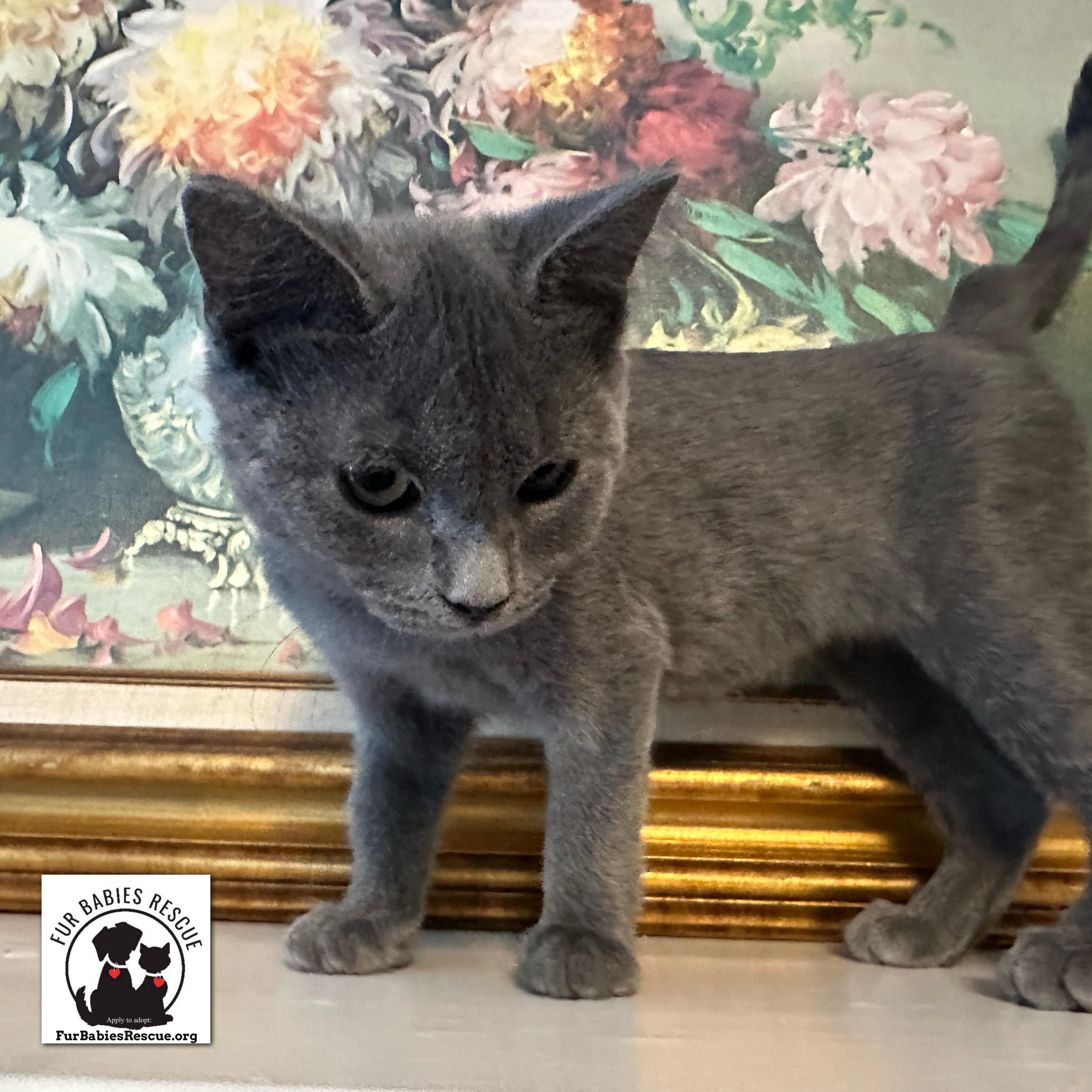 Enlarge Phyllis Shadow Gray, a Adoptable Domestic Short Hair in Hickory, NC image 2/4