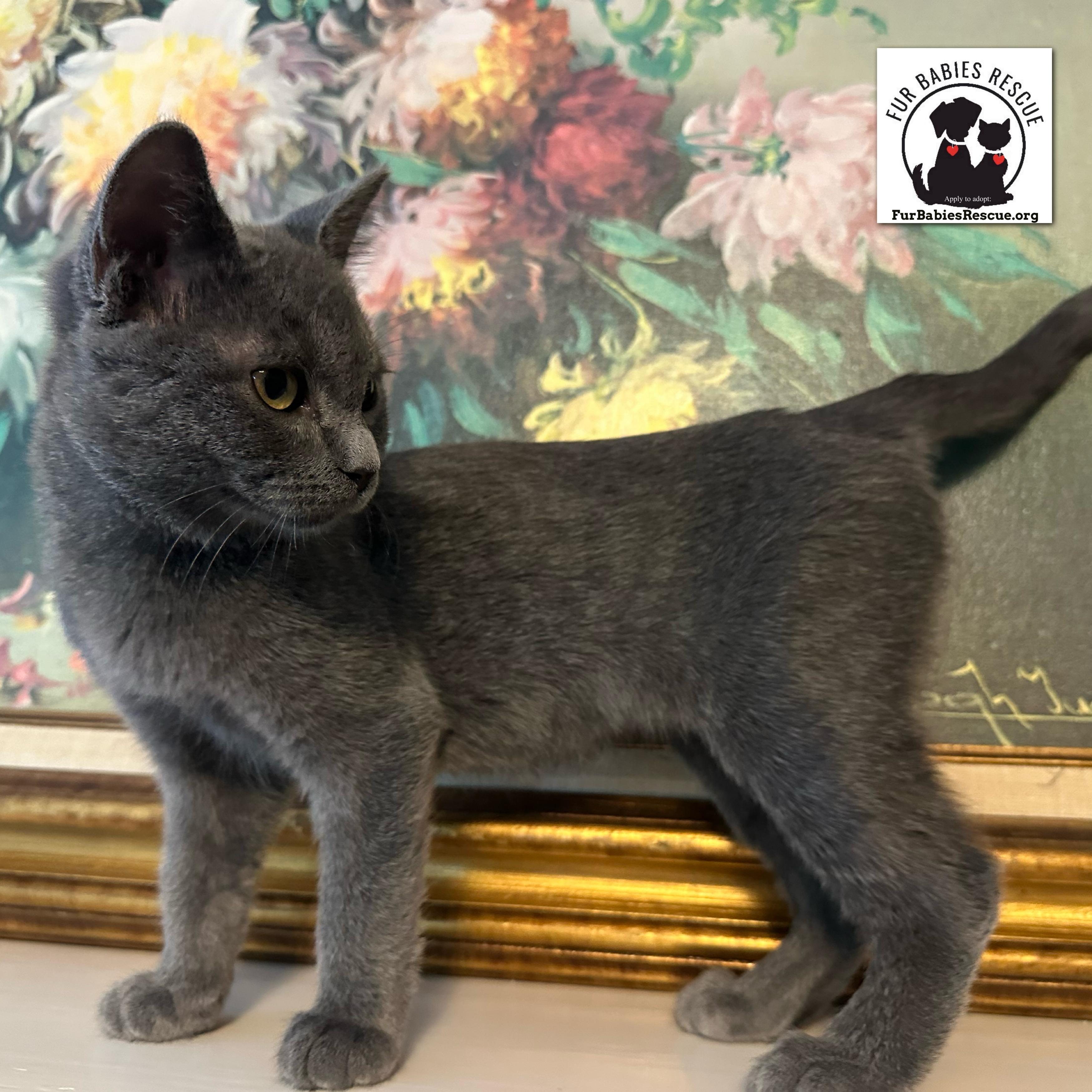 Enlarge Phyllis Shadow Gray, a Adoptable Domestic Short Hair in Hickory, NC image 3/4