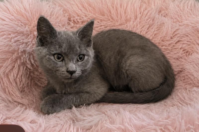 Phyllis Shadow Gray, a Adoptable Domestic Short Hair in Hickory, NC image 1/3