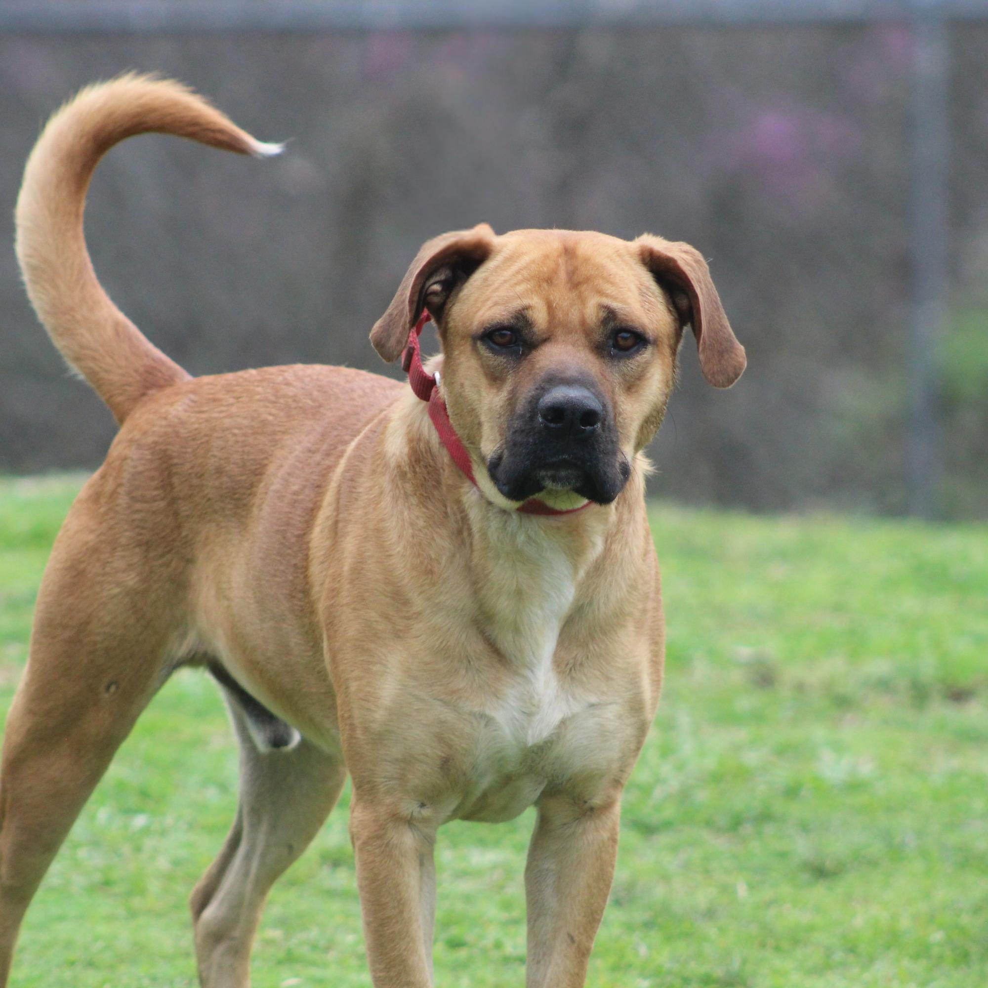 Tank, ADOPTABLE, Adult Male Black Mouth Cur.