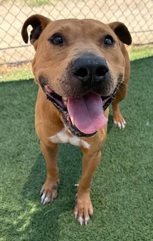 Enlarge CADE, a Adoptable Mixed Breed in Columbia, SC image 1/1